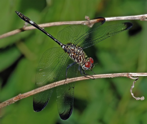Male
2006_07_15_Floyd